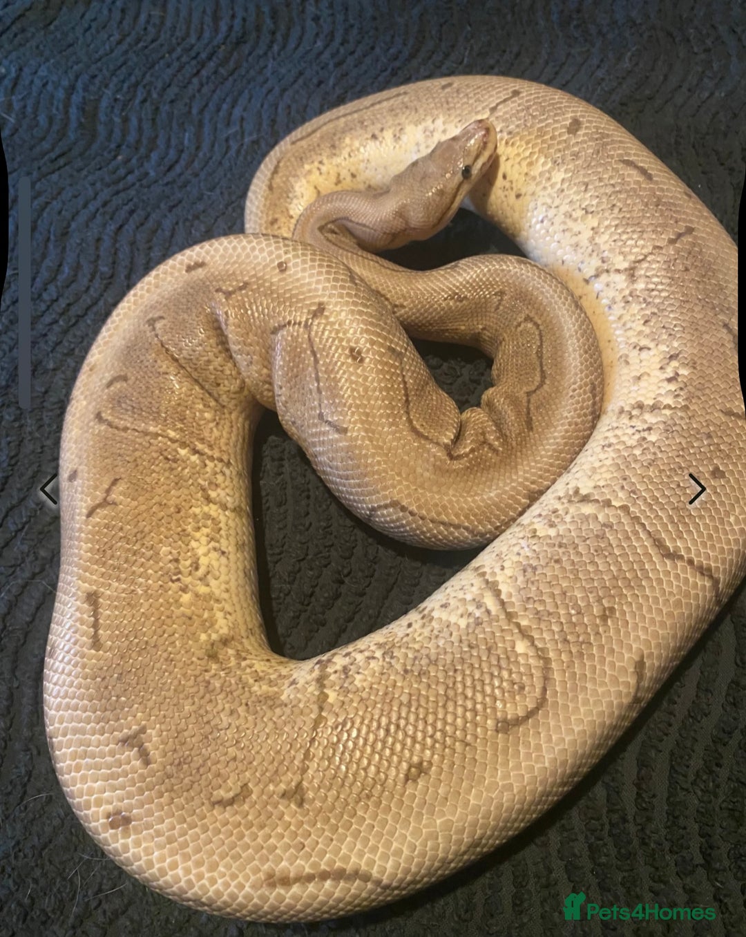Python Snake reptiles for sale: Female royal pythons - Image 8
