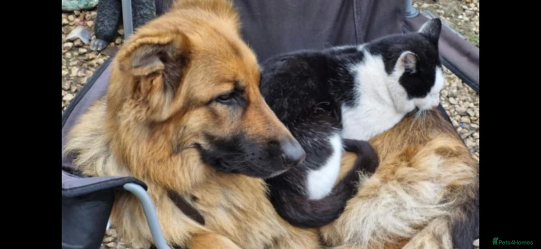 German Shepherd dogs for sale: KC registered German Shepherd puppies  - Image 15