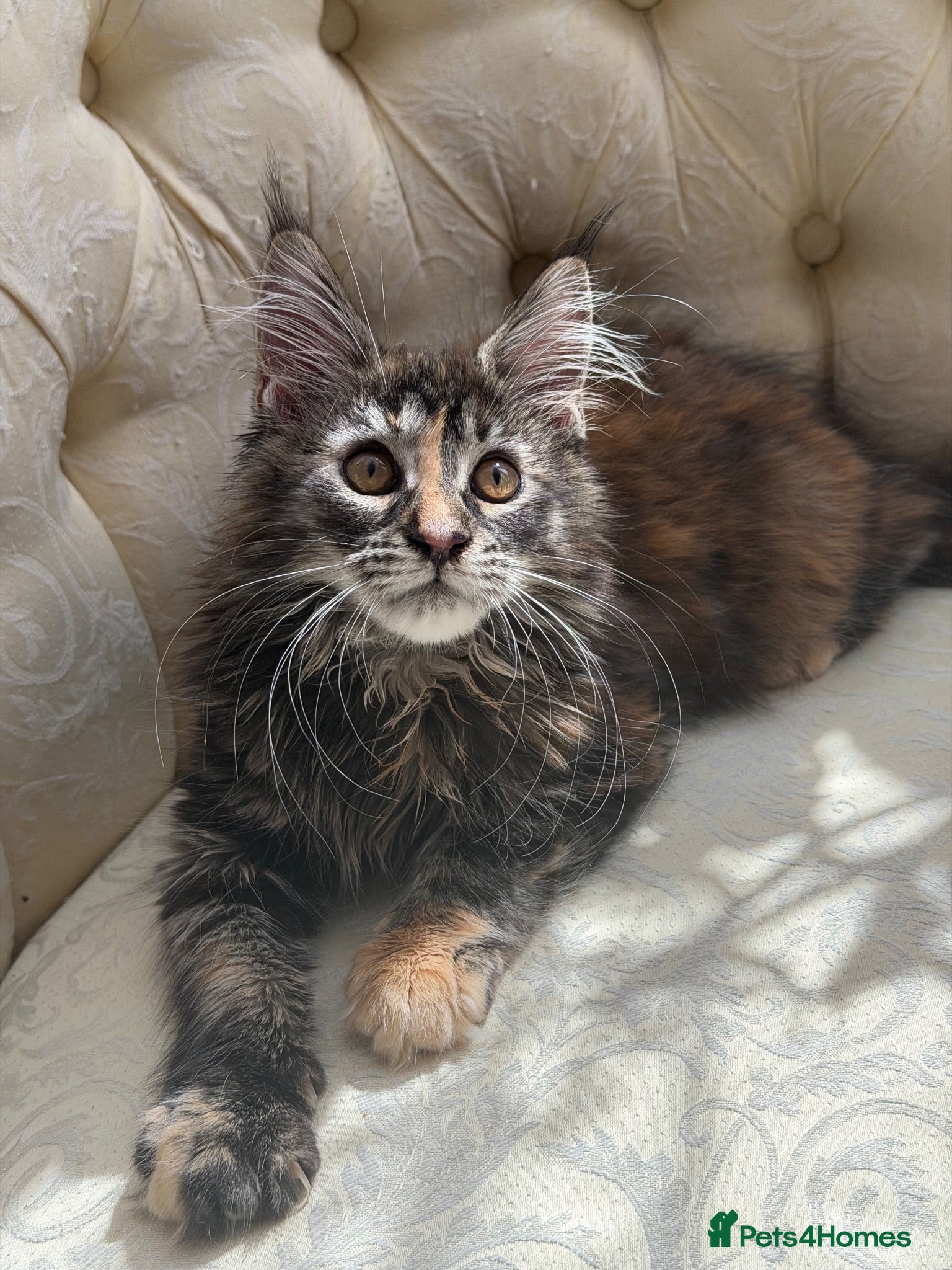 Maine Coon cats Mane coon kittens  - Advert 2