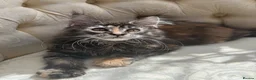 Maine Coon cats for sale: Mane coon kittens  - Advert 11