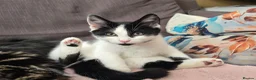 Turkish Angora cats for sale: 5 wonderful fur babies (4girls,1boy) - Advert 6