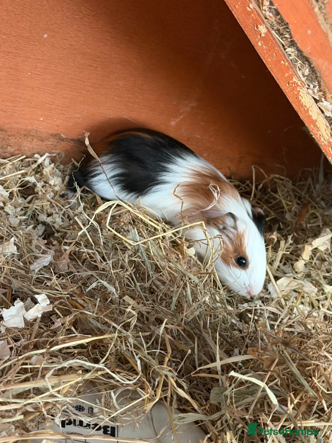 Guinea Pig rodents for sale: Two guinea pigs in Nantwich - Advert 2