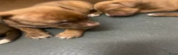 Old Tyme Bulldog dogs for sale: Blue staff Old tyme bulldog  in London - Advert 3