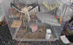 Rat rodents for sale: Rats & Rat Cage - Image 4