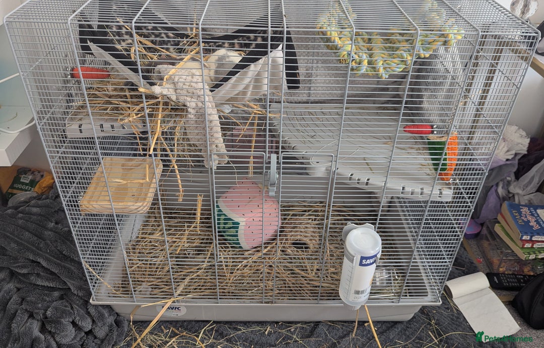 Rat rodents for sale: Rats & Rat Cage - Image 4