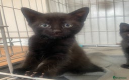 Domestic Shorthair cats for sale: Beautiful kittens - Image 7