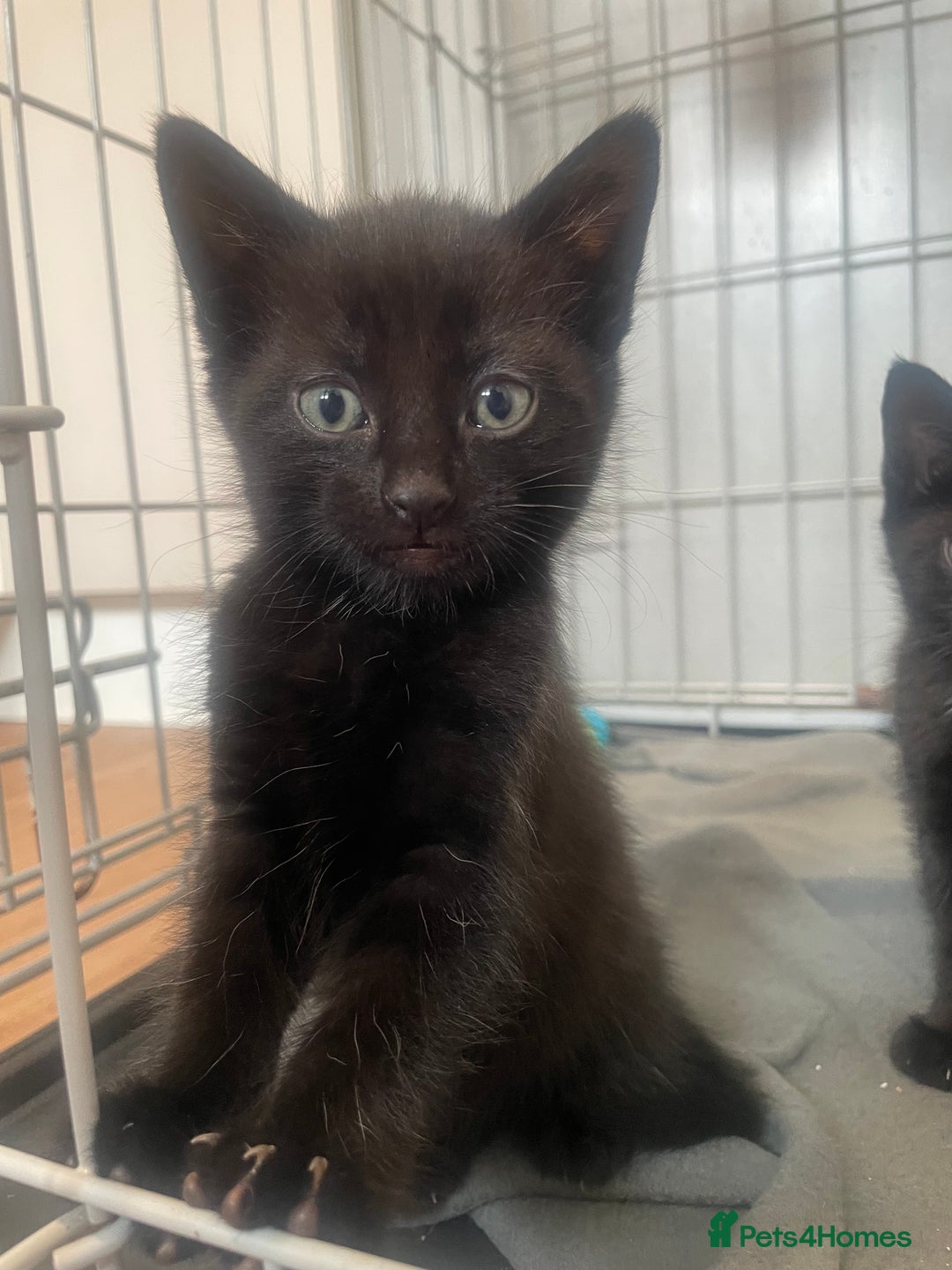 Domestic Shorthair cats for sale: Beautiful kittens - Image 7