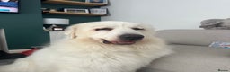 Pyrenean Mountain Dog dogs for sale: 3 Year Old Loving Girl  - Advert 5