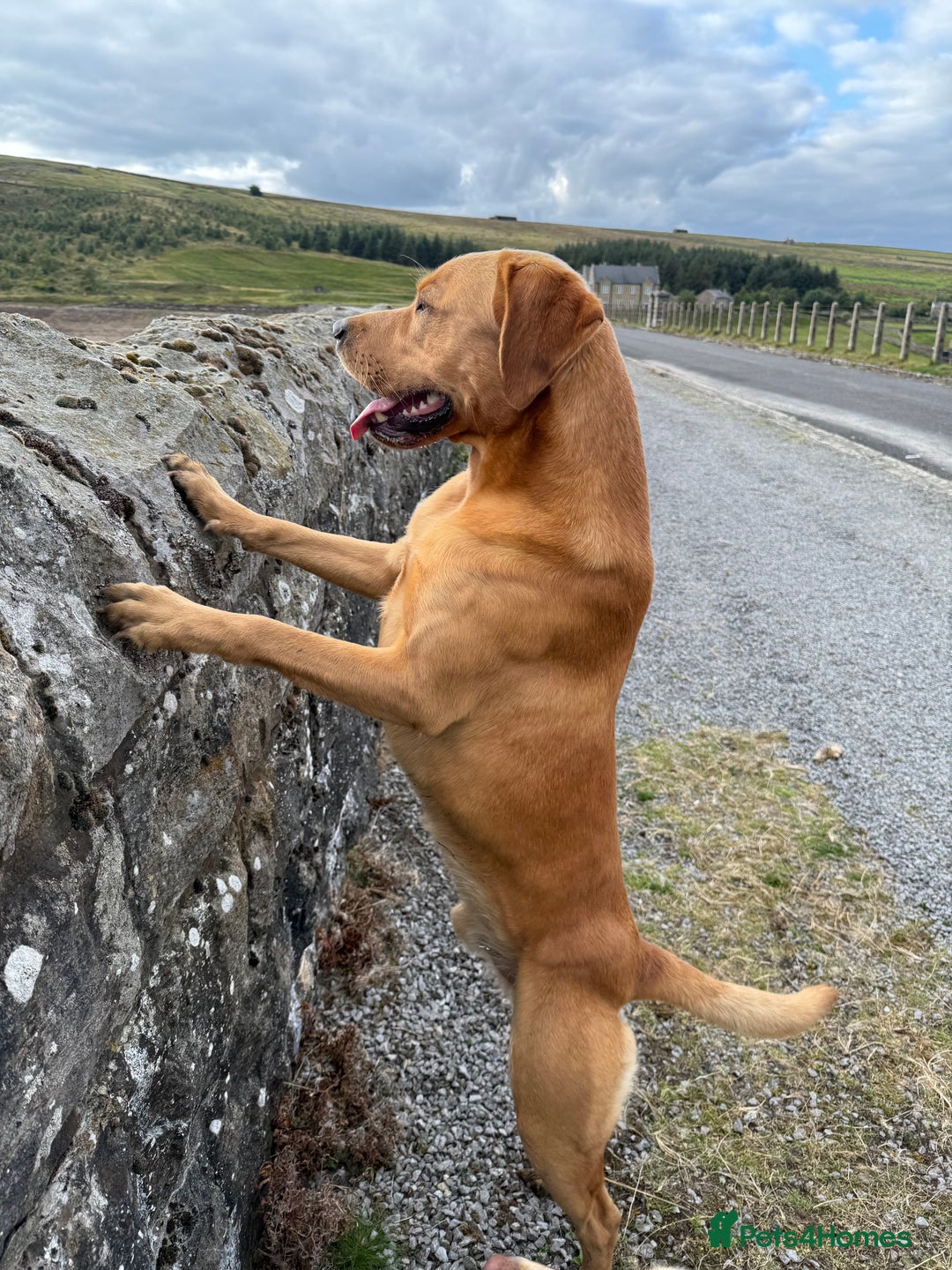 Labrador Retriever dogs for stud: KC reg fully health tested, gorgeous Lab for stud. - Advert 6