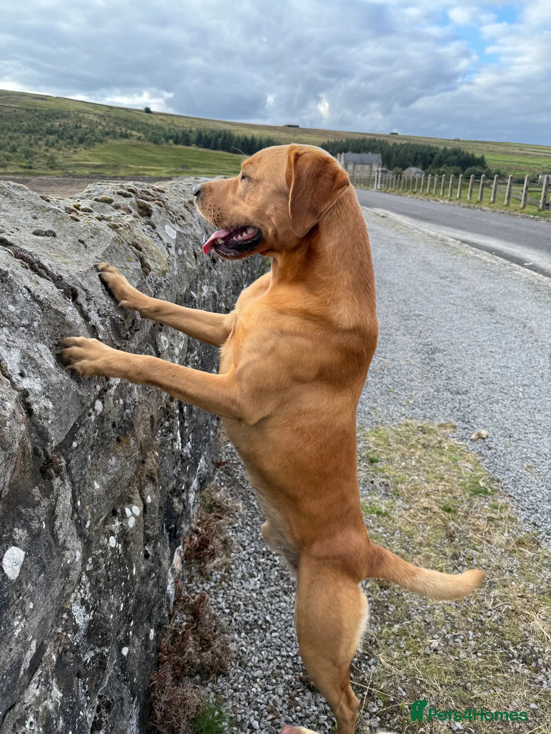 Labrador Retriever dogs for stud: KC reg fully health tested, gorgeous Lab for stud. - Advert 9