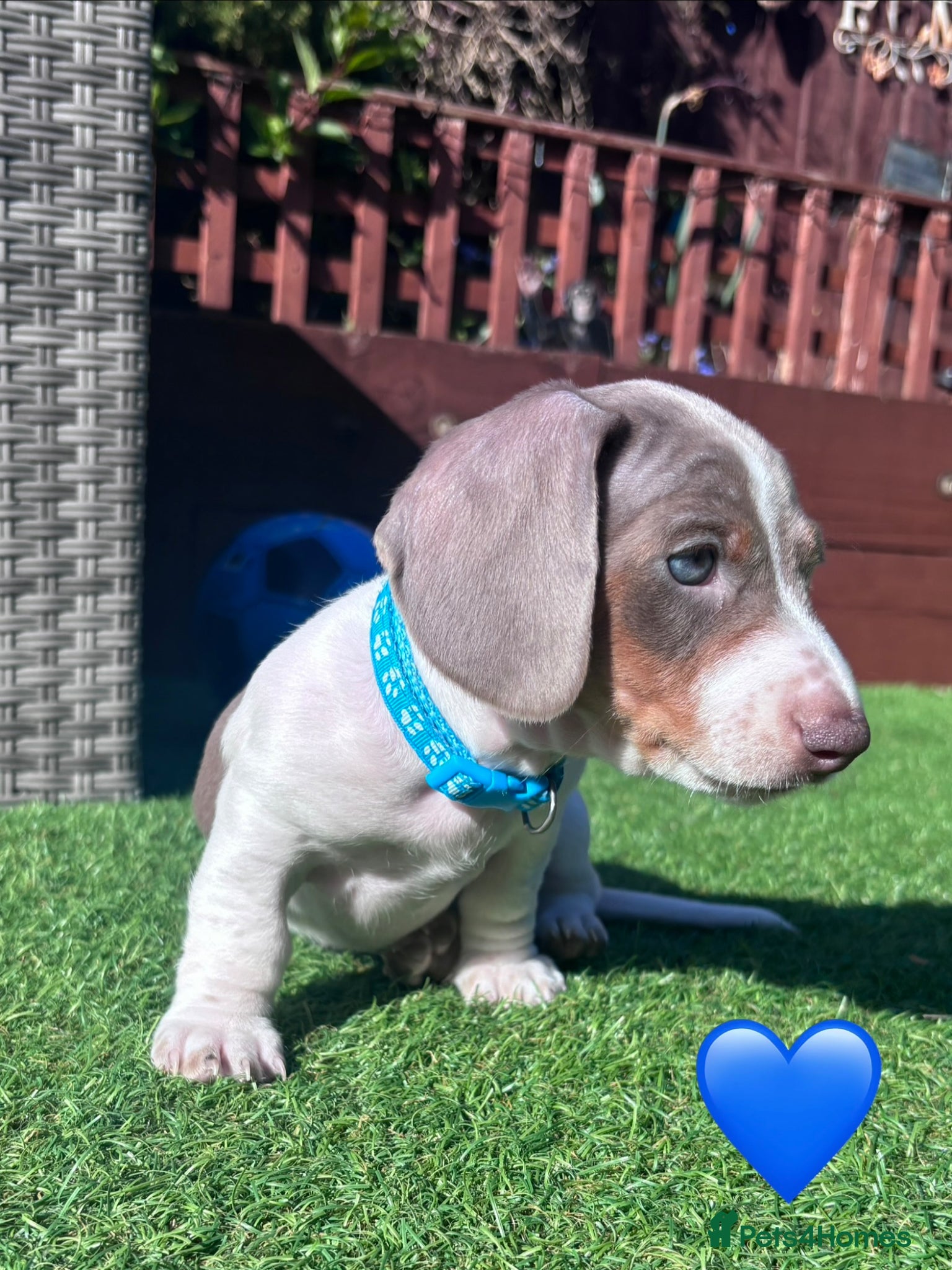 Miniature Dachshund dogs Miniature Dachshund Puppies  - Advert 2