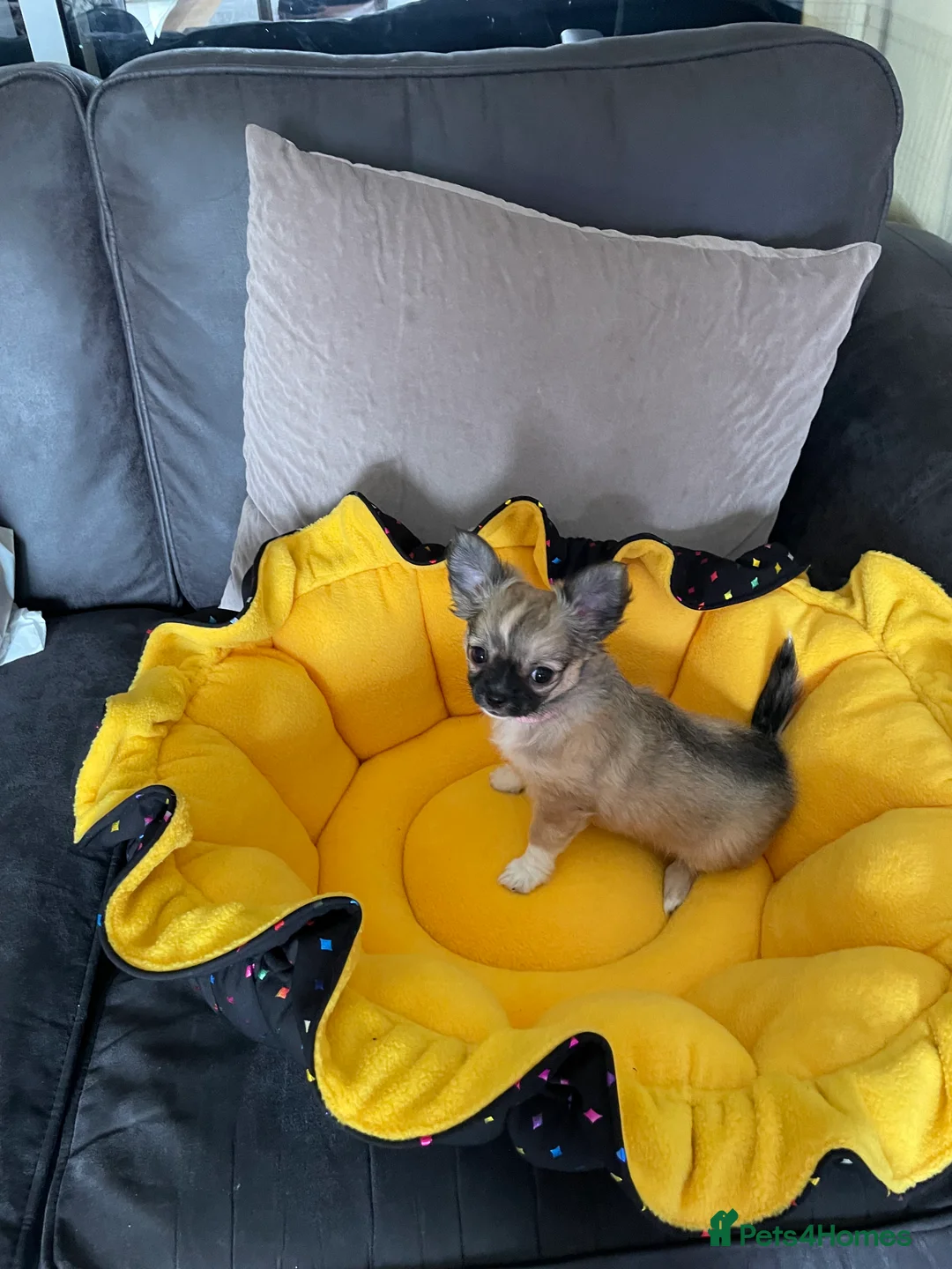 Chihuahua dogs for sale: Chihuahua long coat female puppies  - Advert 13