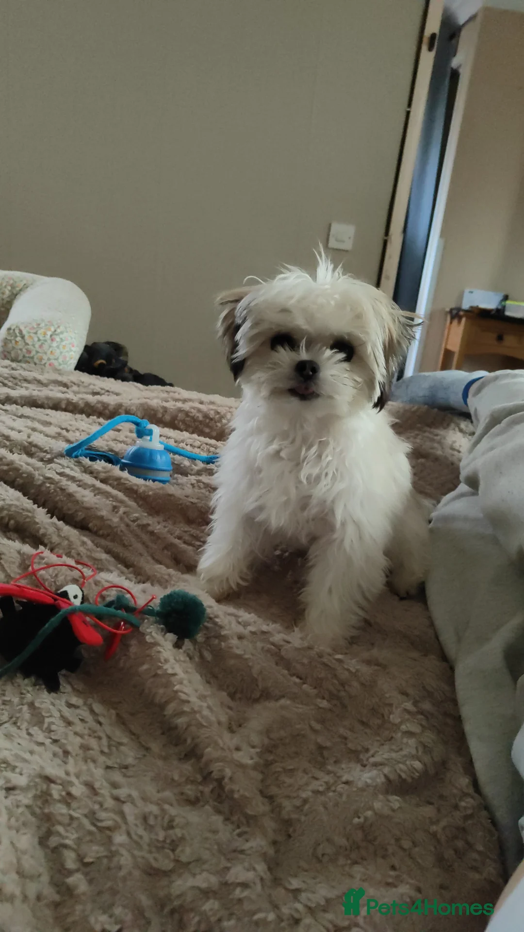 Chorkie dogs for sale: Small female dog wanted in Runcorn - Advert 1