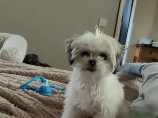 Chorkie dogs Small female dog wanted - Advert 2