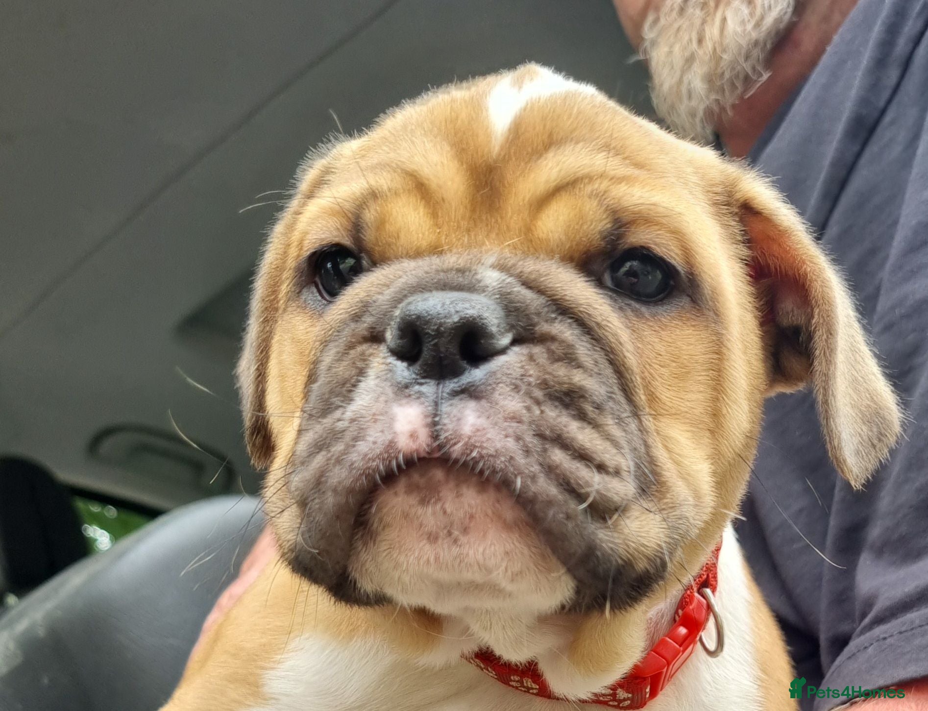 American Bulldog dogs Happy, chunky, healthy American Bulldog puppies  - Advert 14