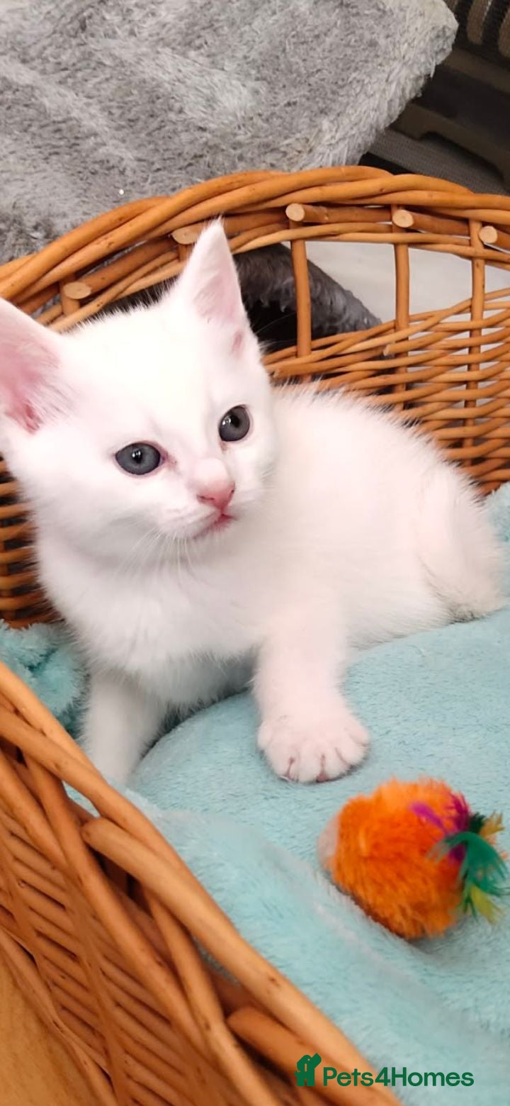 Mixed Breed cats Kittens - Advert 2