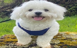 Mixed Breed dogs for sale: Toby  - Image 2