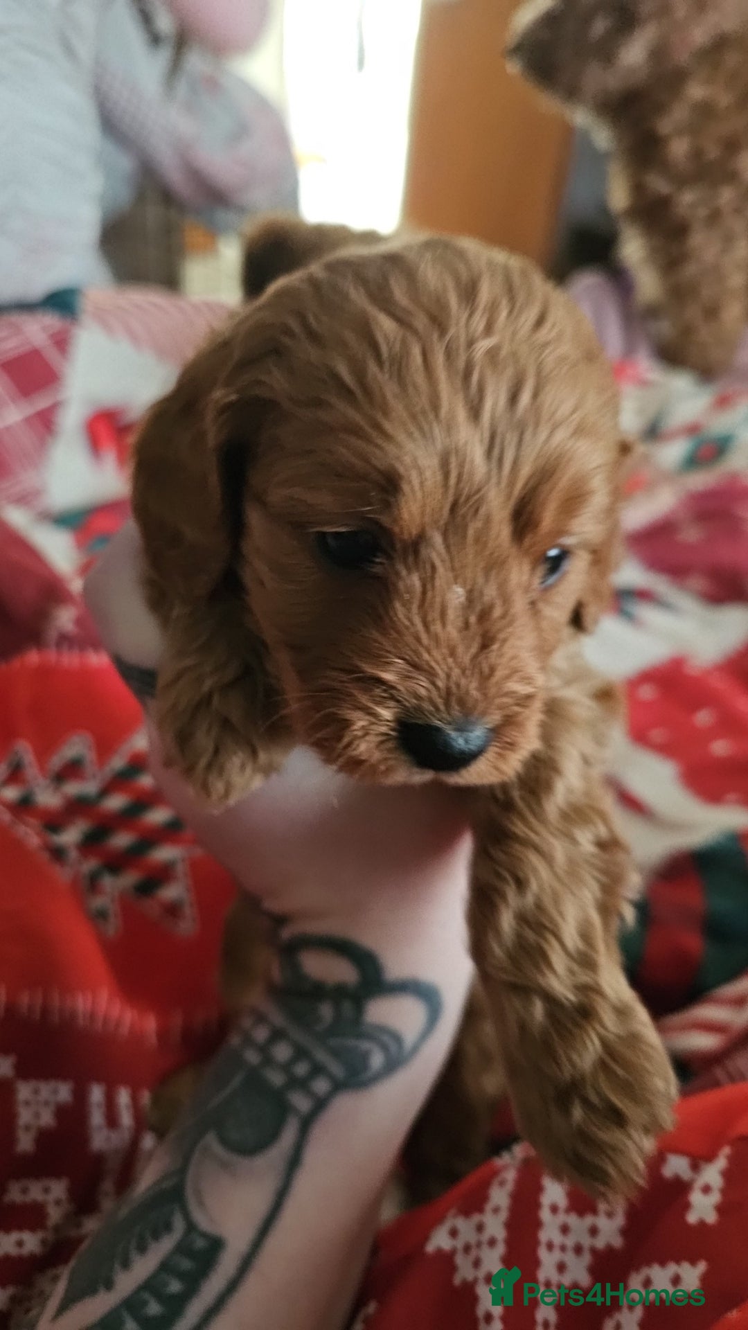 Cavapoo dogs for sale: Dashing Cavapoo Puppies  - Advert 19