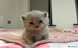 Brazilian Shorthair cats for sale: Pedigree British Shorthair Kittens Golden & Lilac - Image 15
