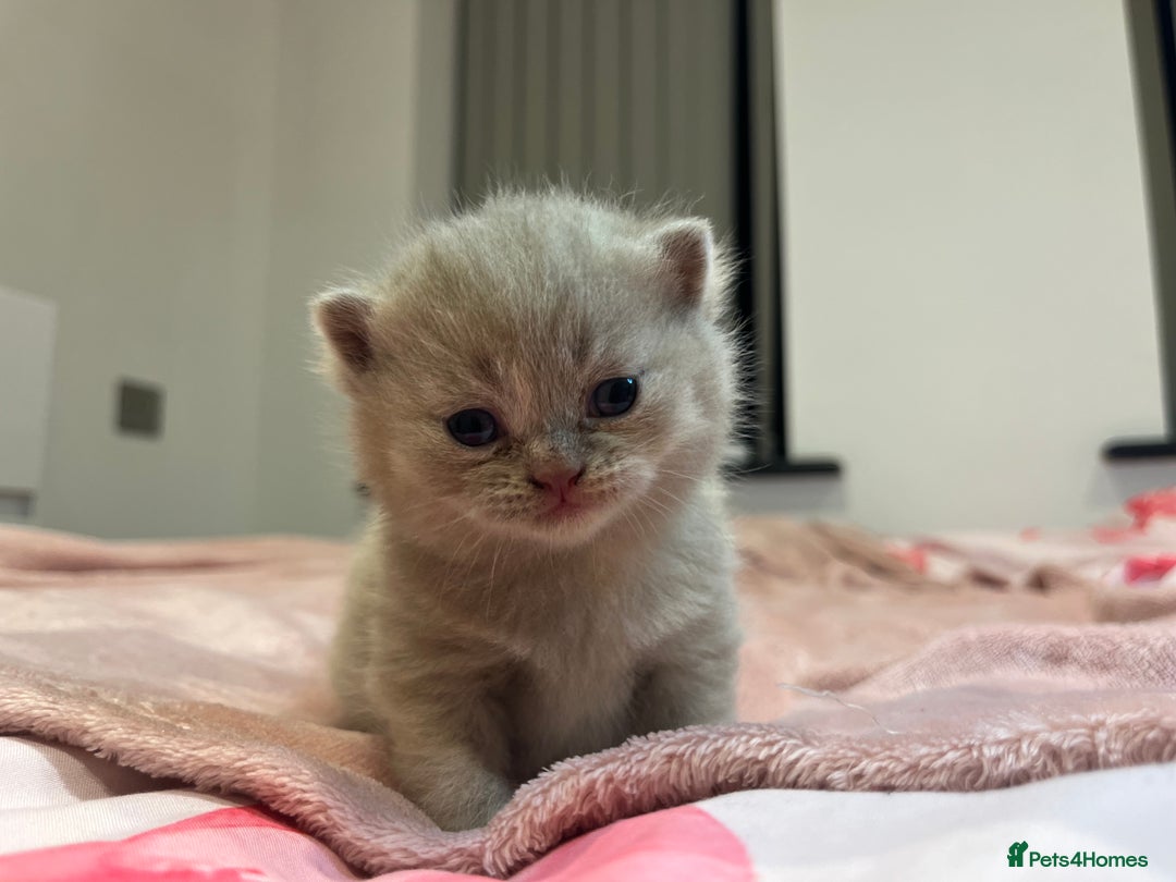 Brazilian Shorthair cats for sale: Pedigree British Shorthair Kittens Golden & Lilac - Image 15