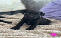 Lakeland Terrier dogs for sale: Beautiful Lakeland puppies for sale!  - Advert 5