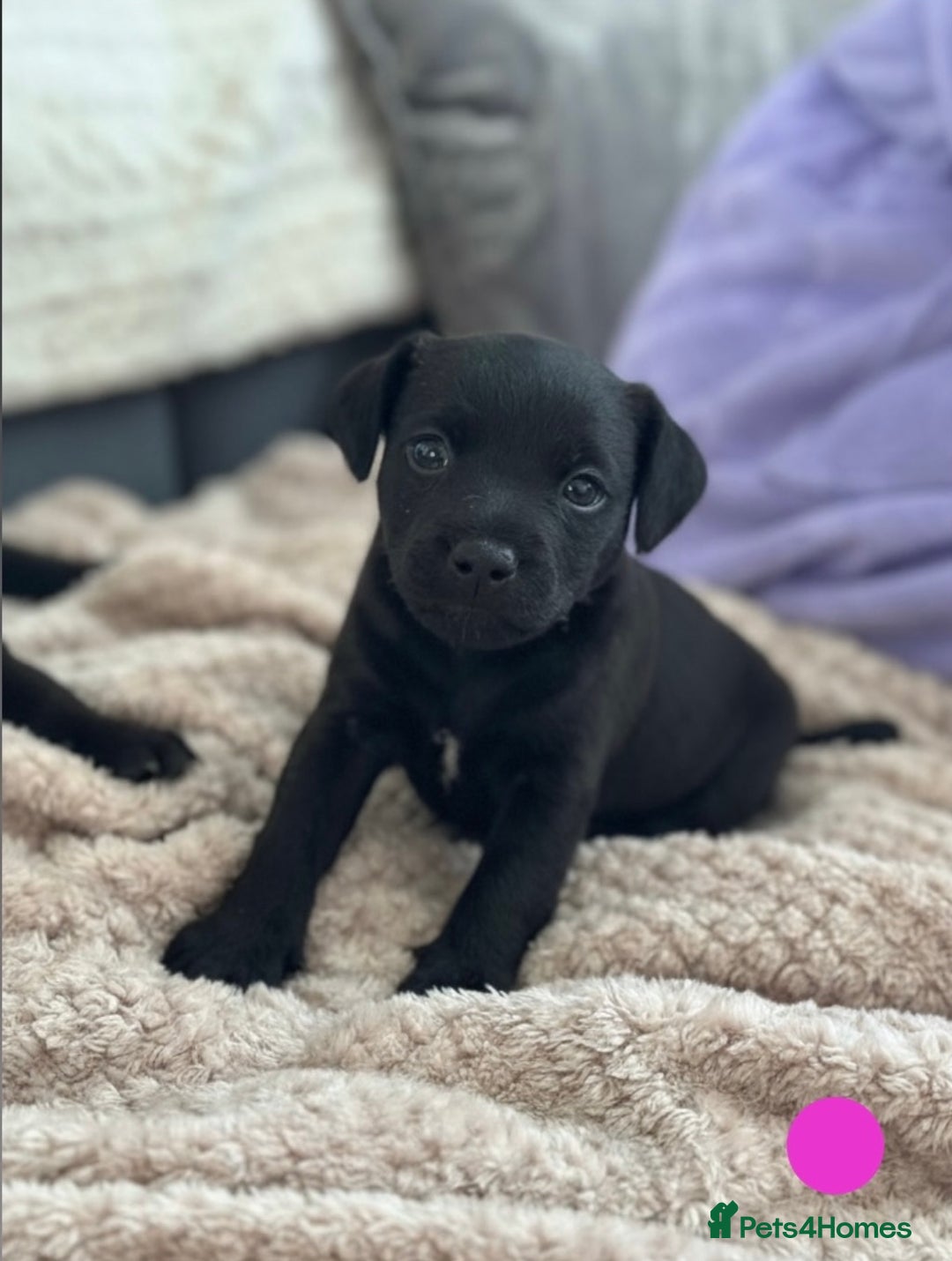 Lakeland Terrier dogs for sale: Beautiful Lakeland puppies for sale!  - Advert 5