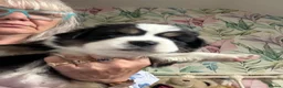 Australian Shepherd dogs for sale: Pedigree KC reg Australian Shepherd puppies - Advert 8