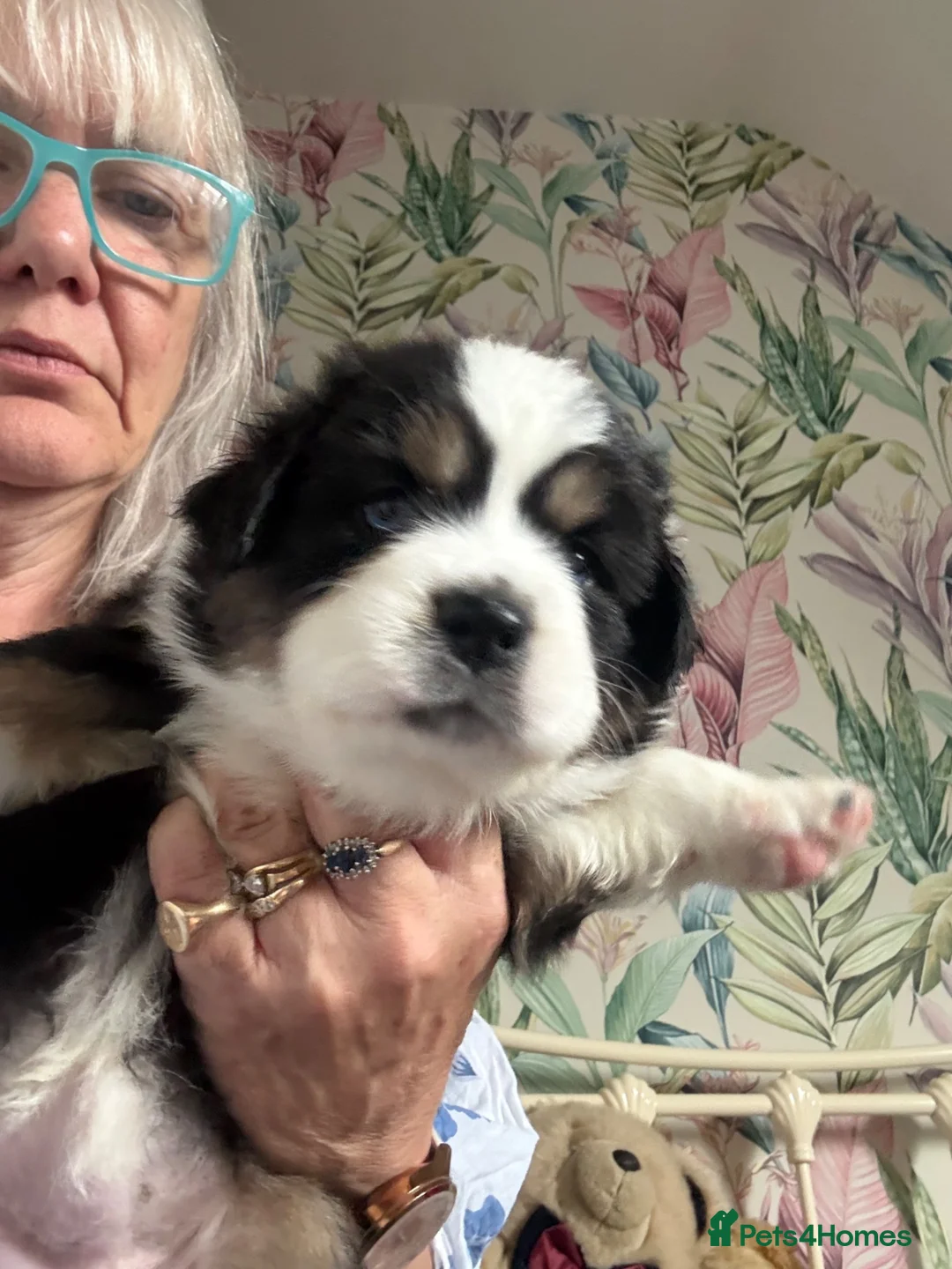 Australian Shepherd dogs for sale: Pedigree KC reg Australian Shepherd puppies - Advert 8