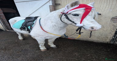 Welsh Section A horses 11.2 registered section A gelding  - Advert 2