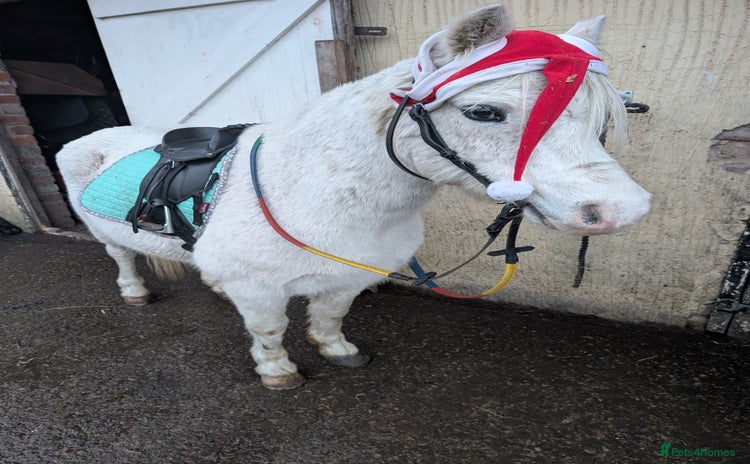 Welsh Section A horses 11.2 registered section A gelding  - Advert 3