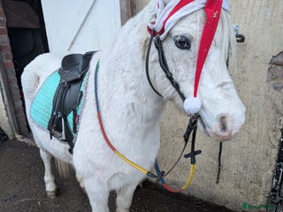 Welsh Section A horses 11.2 registered section A gelding - Advert 5