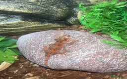 Gecko reptiles for sale: Gargoyle gecko  - Image 2
