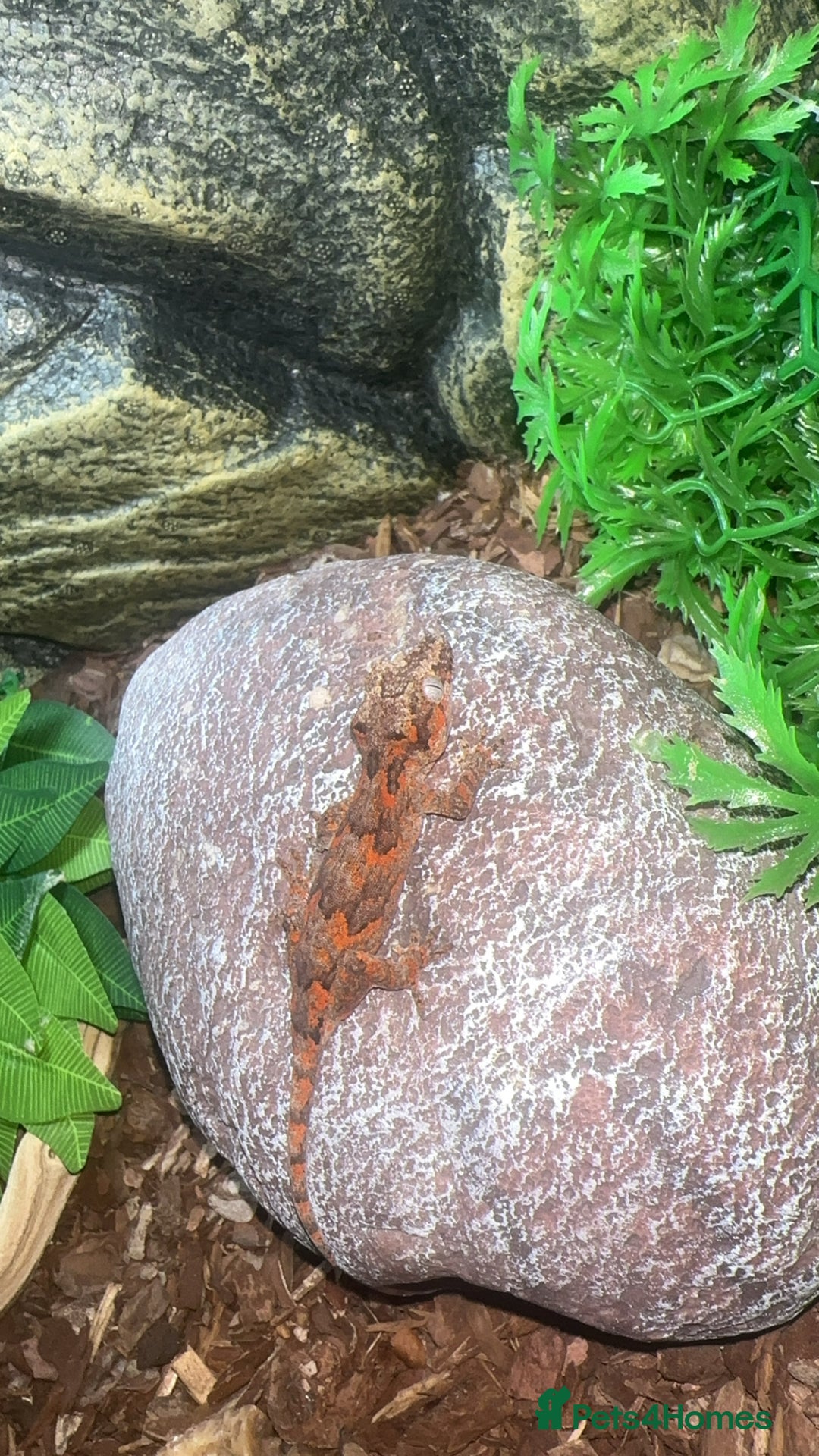Gecko reptiles for sale: Gargoyle gecko  - Image 2