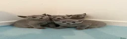 Russian Blue cats for sale: PEDIGREE BLUE RUSSIAN KITTENS  - Advert 17