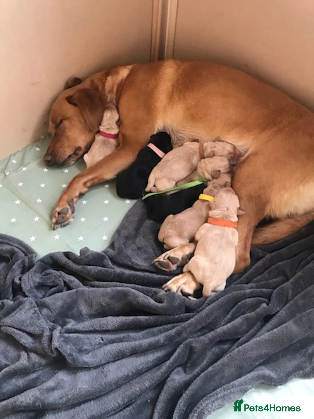 Labrador Retriever dogs for stud: Proven Labrador for Stud in Birmingham - Advert 8