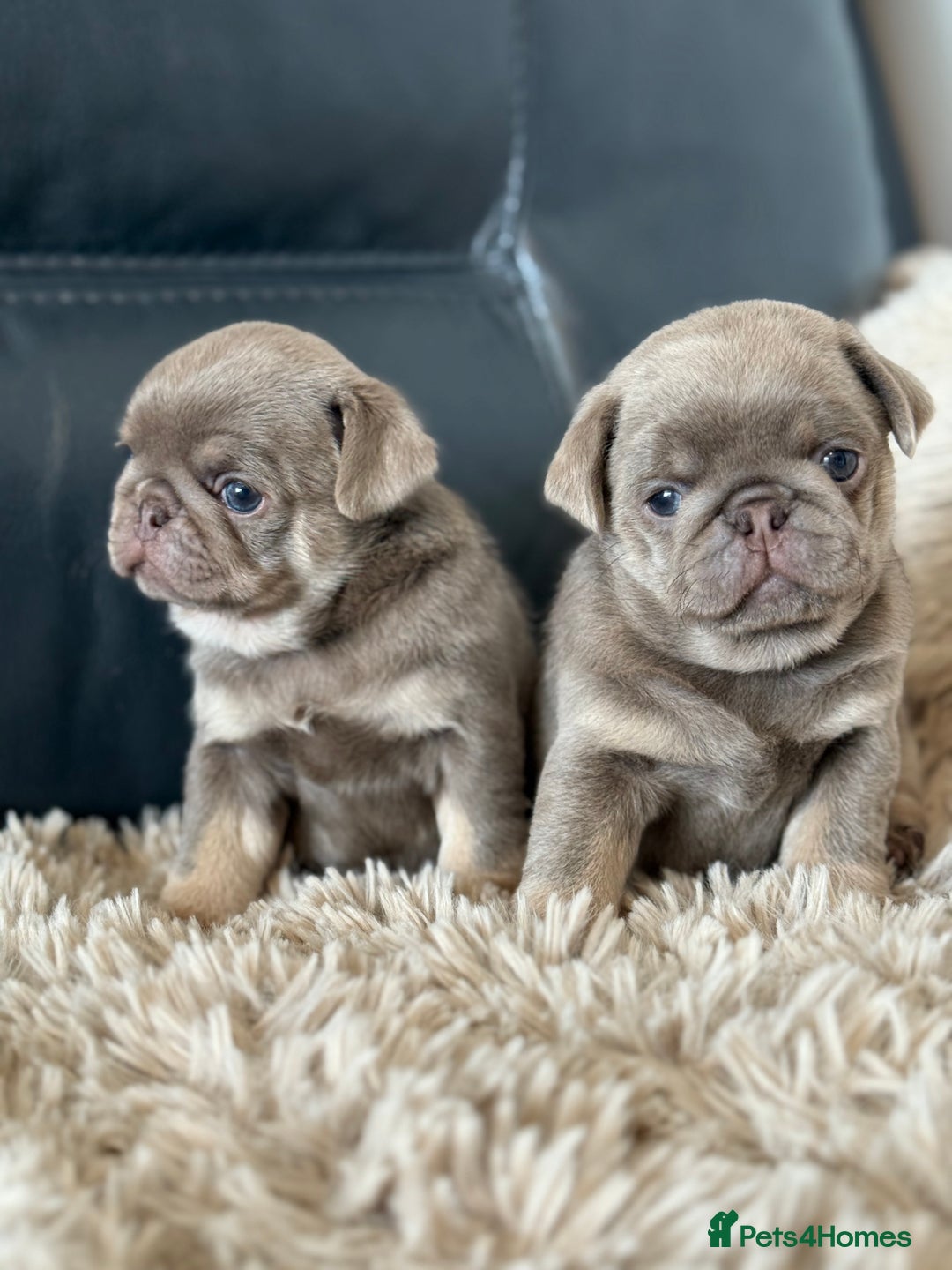 Pug dogs for sale: Stunning litter lilac tans and lilac tan pandas - Image 26