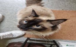 Ragdoll cats for stud: Ollie - Ragdoll Stud Available - Playful & Loving - Image 14