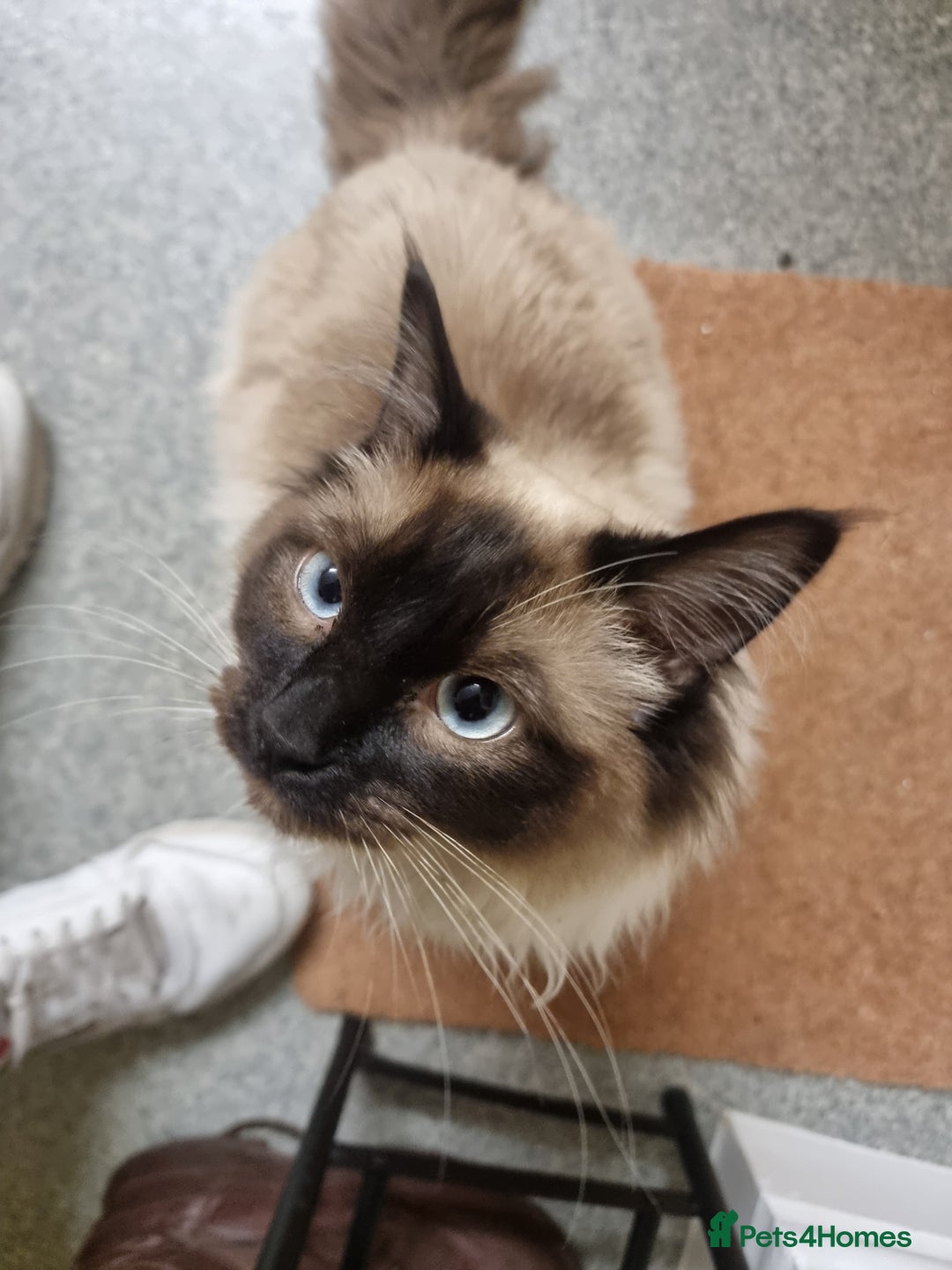 Ragdoll cats for stud: Ollie - Ragdoll Stud Available - Playful & Loving - Image 14
