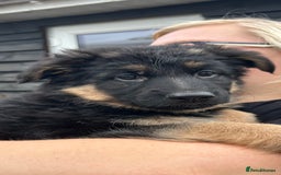 German Shepherd dogs for sale: Pure breed German Shepherd puppies  - Image 3