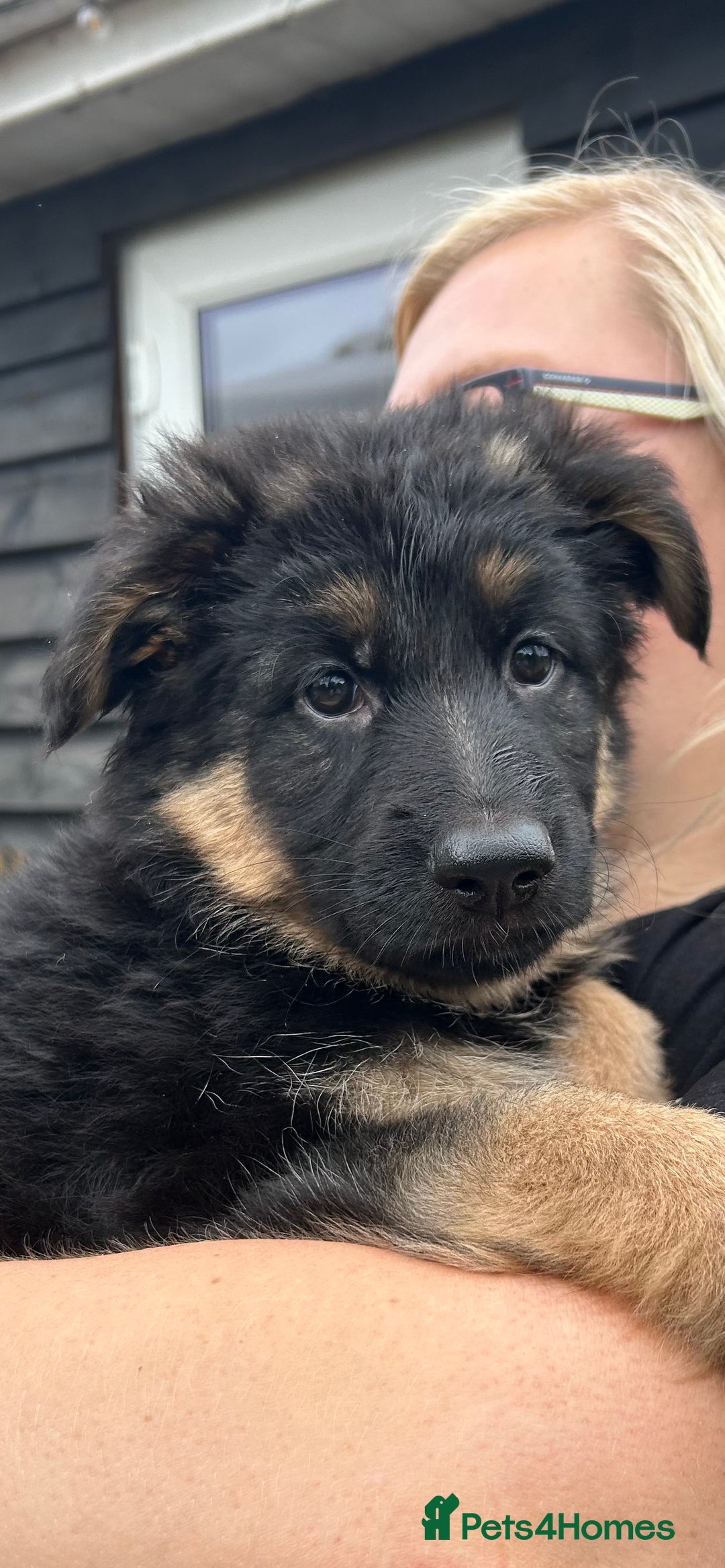 German Shepherd dogs for sale: Pure breed German Shepherd puppies  - Image 3