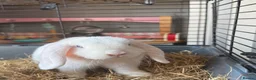 Mini Lop rabbits for sale:  Pure white mini lop with blue eyes Female - Advert 8
