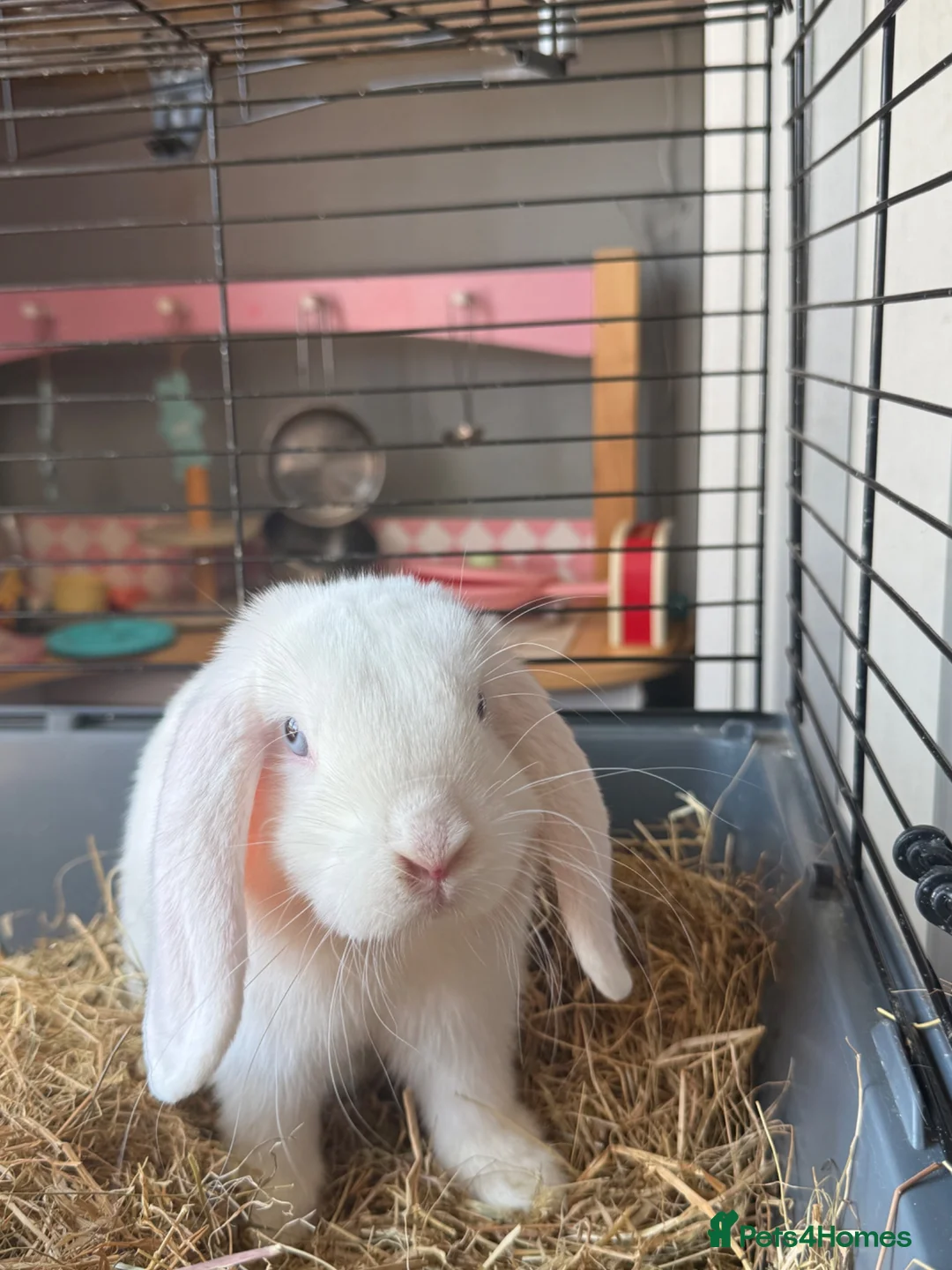 Mini Lop rabbits for sale:  Pure white mini lop with blue eyes Female - Advert 8