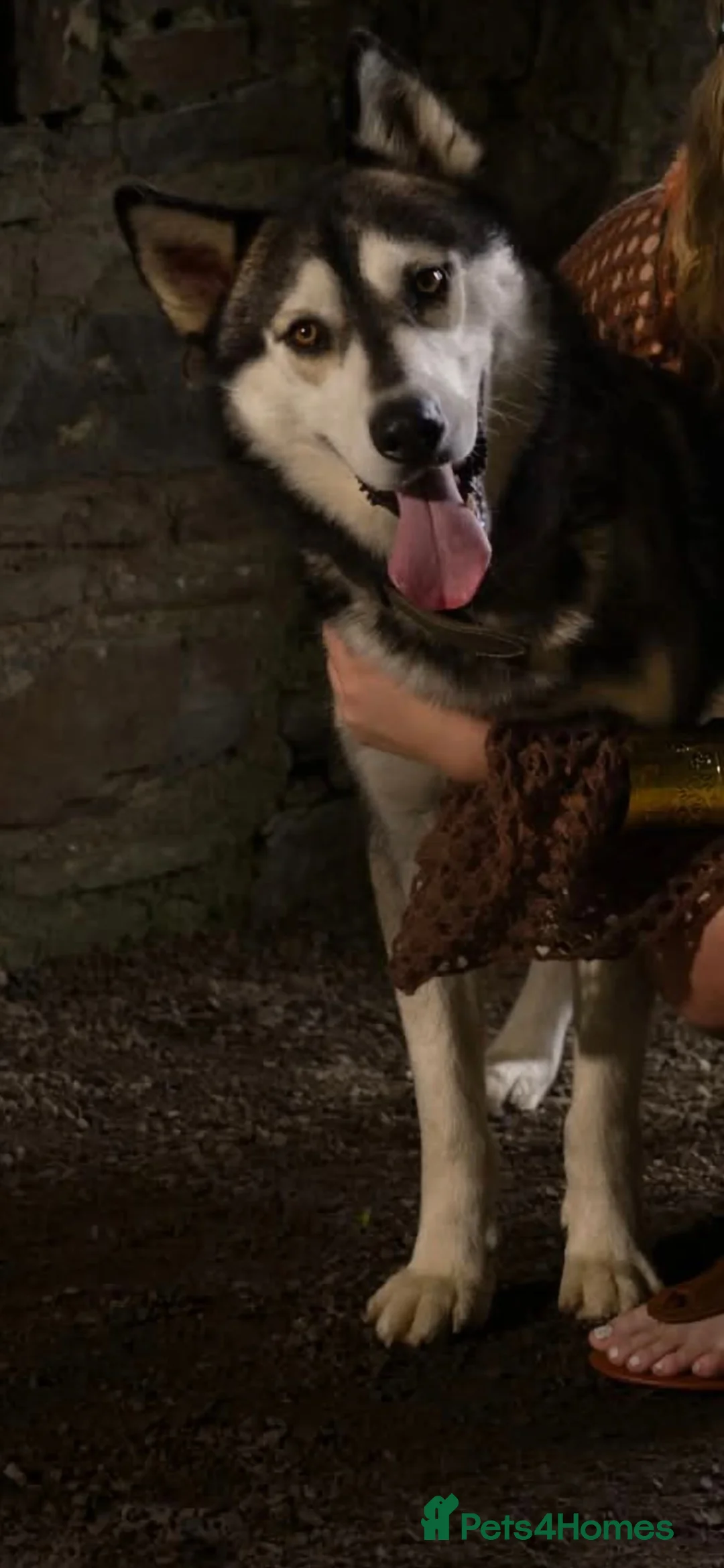 Siberian Husky dogs for stud: Gorgeous siberian Husky STUD in Port Talbot - Advert 2