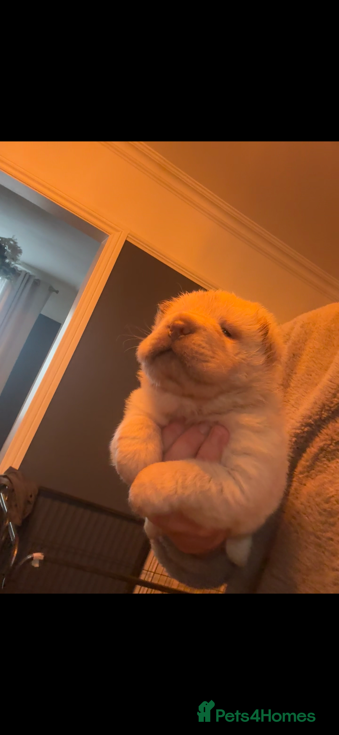 Shar Pei dogs for sale: 3  Gorgeous bears 🐻  - Advert 21
