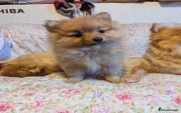 Pomeranian dogs for sale: 2 LEFT!! Purebred Cute fluffy Pomeranian Puppies! - Image 16