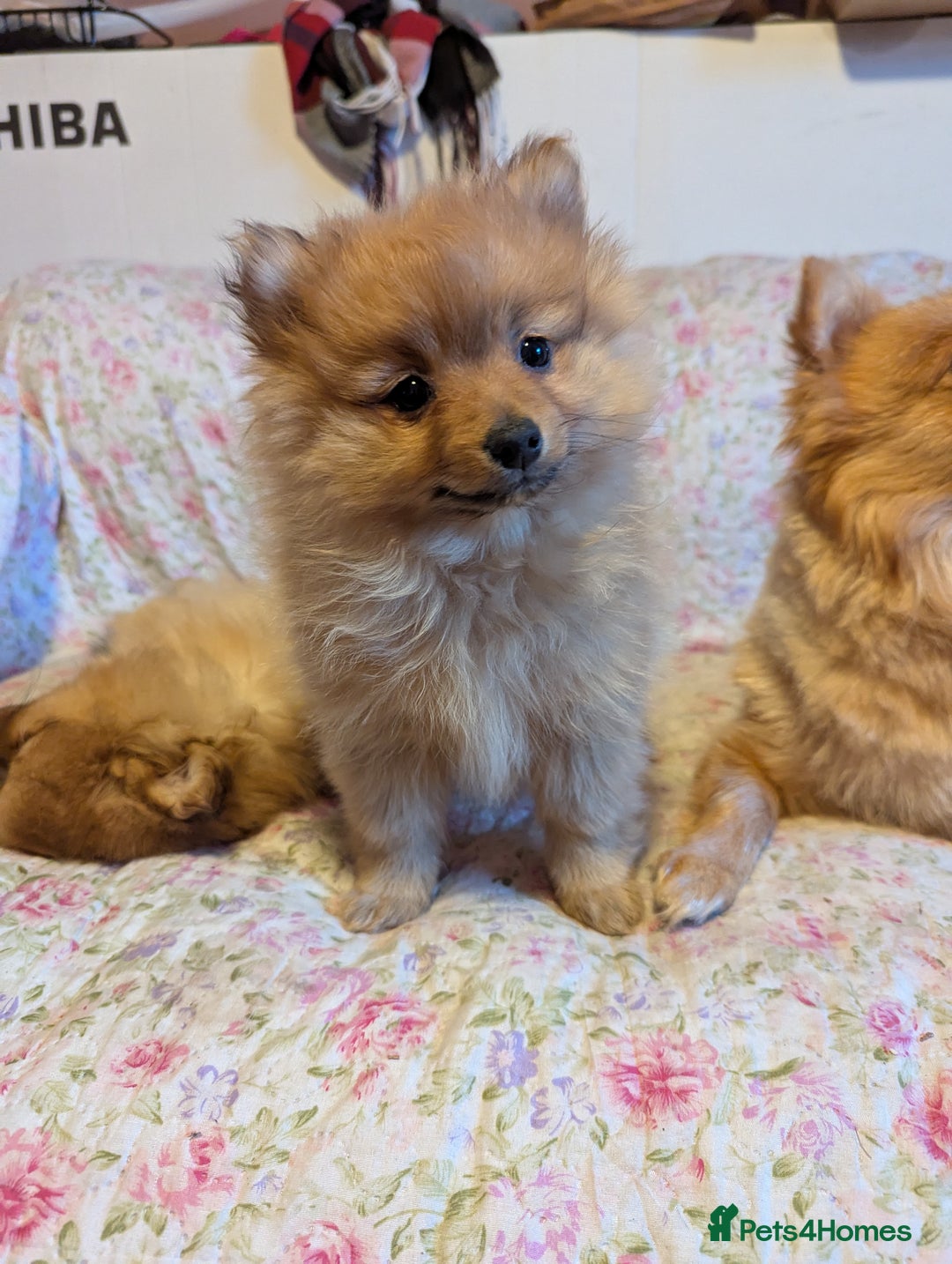Pomeranian dogs for sale: 2 LEFT!! Purebred Cute fluffy Pomeranian Puppies! - Image 16