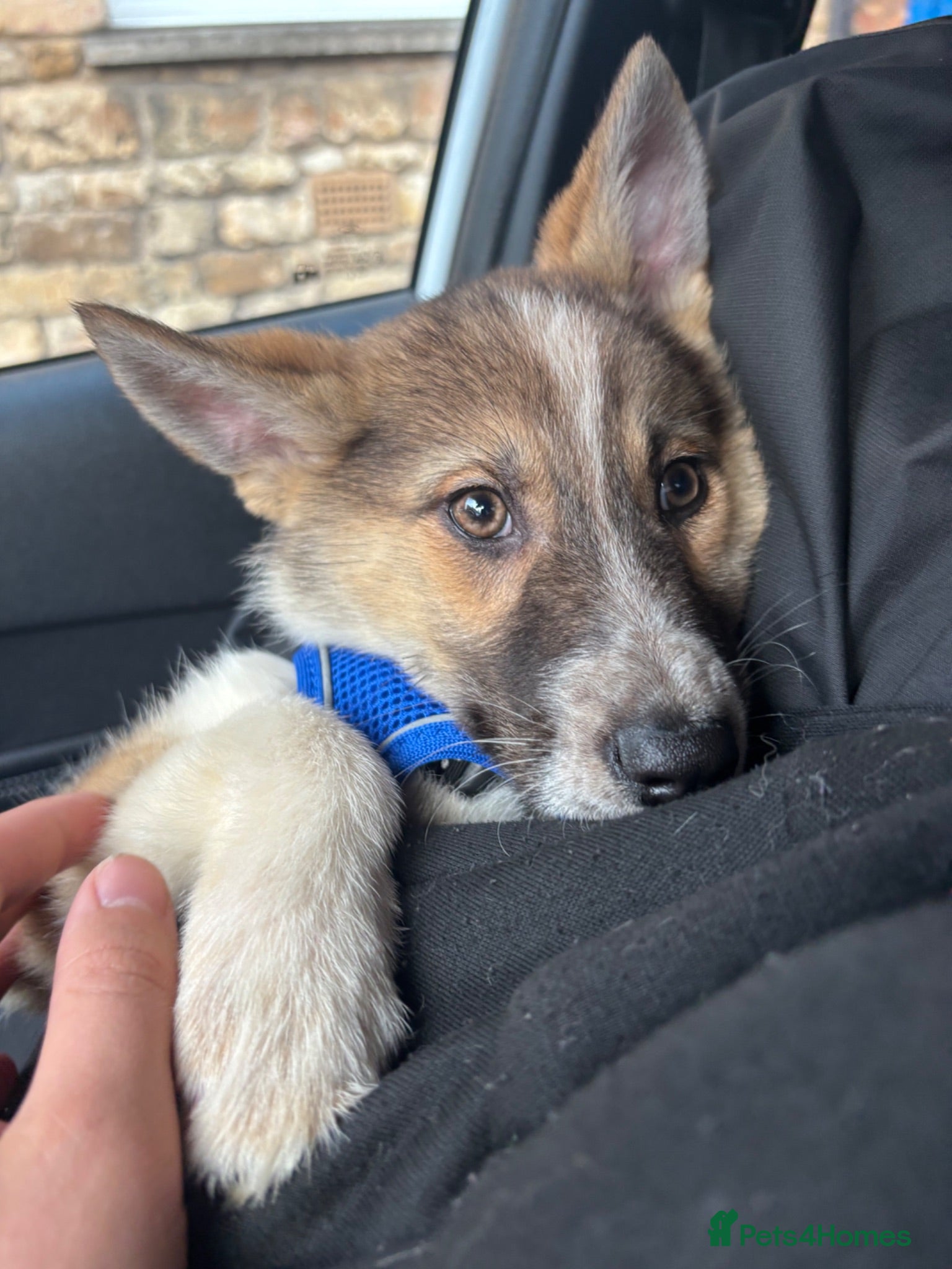 Shepsky dogs 5 month old Shepsky female  - Advert 4