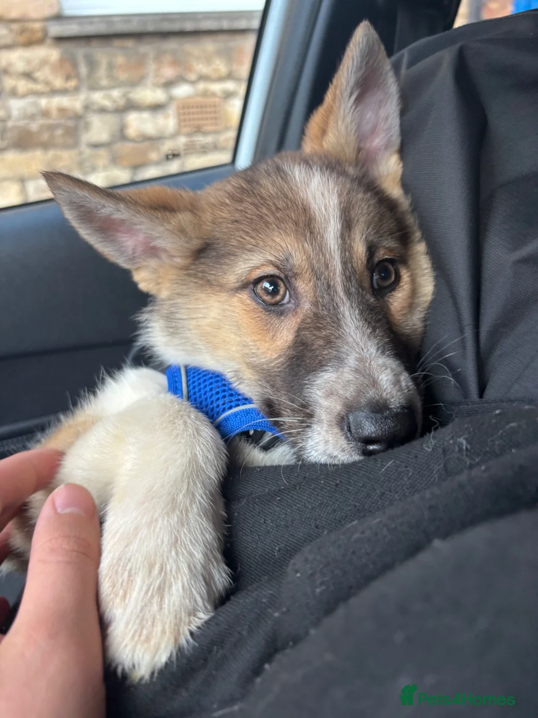 Shepsky dogs for sale: 5 month old Shepsky female  in Grantham - Advert 1