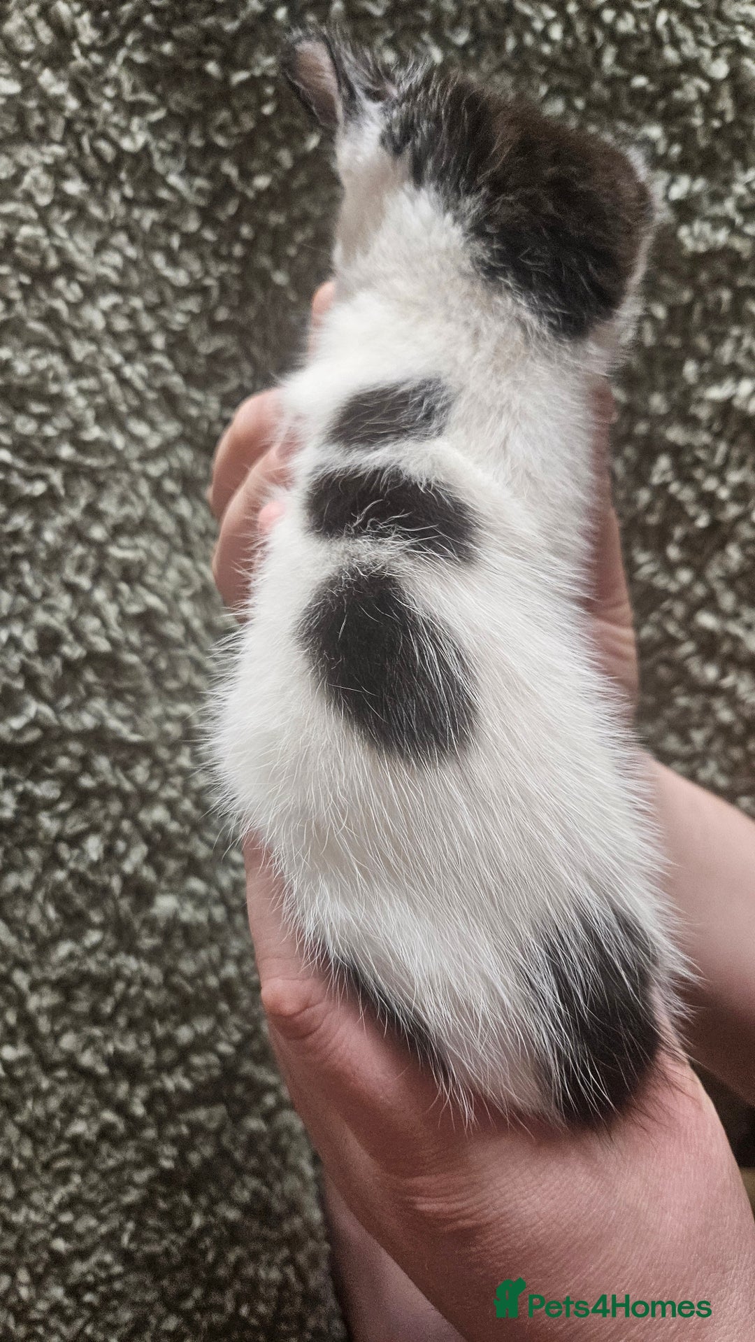 Mixed Breed cats for sale: Kittens  - Advert 6