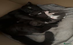 Domestic Shorthair cats for sale: Domestic short haired kittens for sale  - Image 10